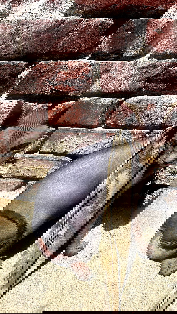 zommmbri image ~ Altpins