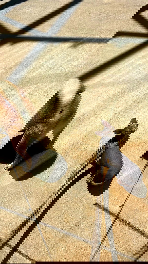 zommmbri image ~ Altpins