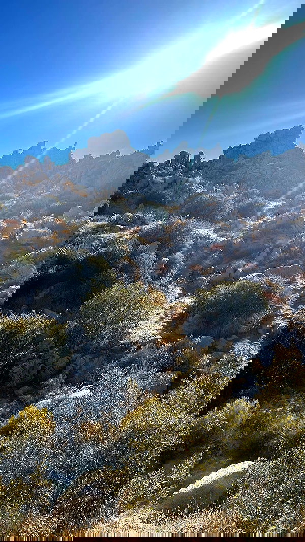 zommmbri image ~ Altpins