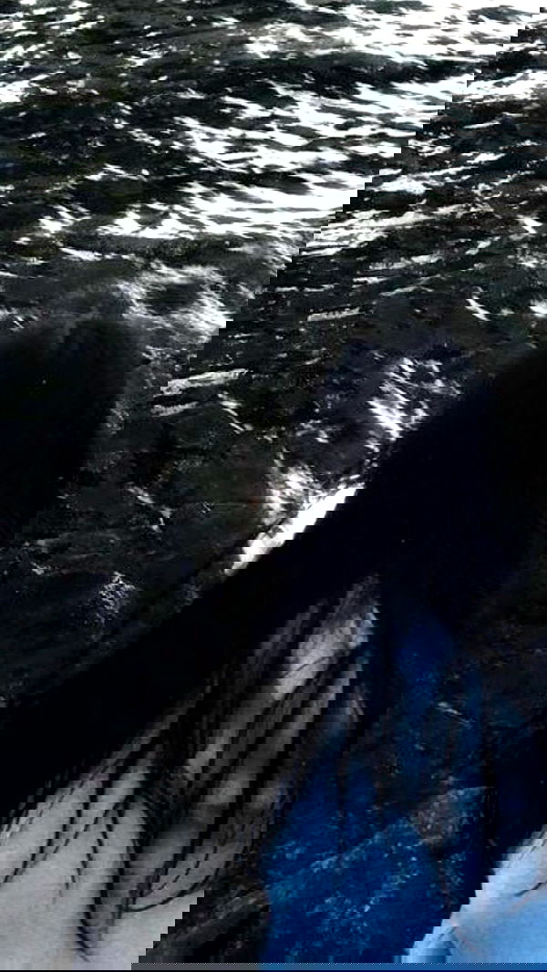 zommmbri image ~ Altpins