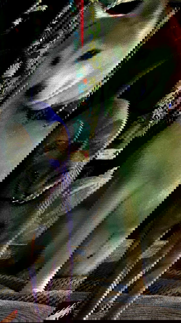 zommmbri image ~ Altpins