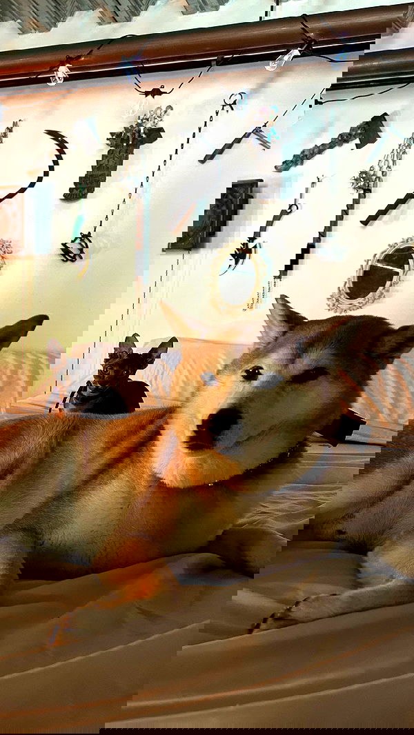 zommmbri image ~ Altpins