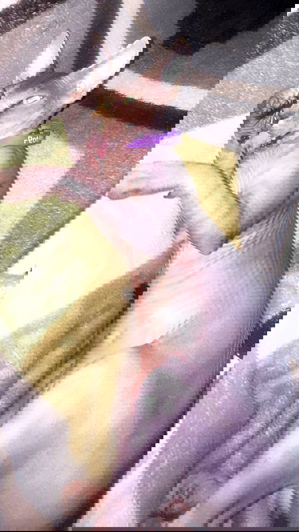 zommmbri image ~ Altpins