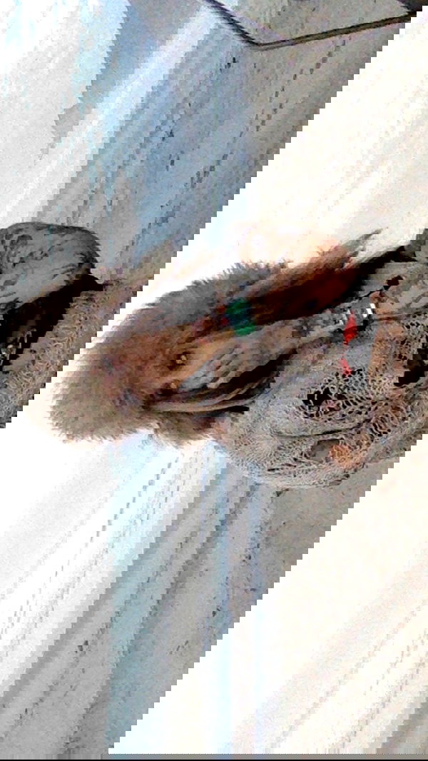 zommmbri image ~ Altpins