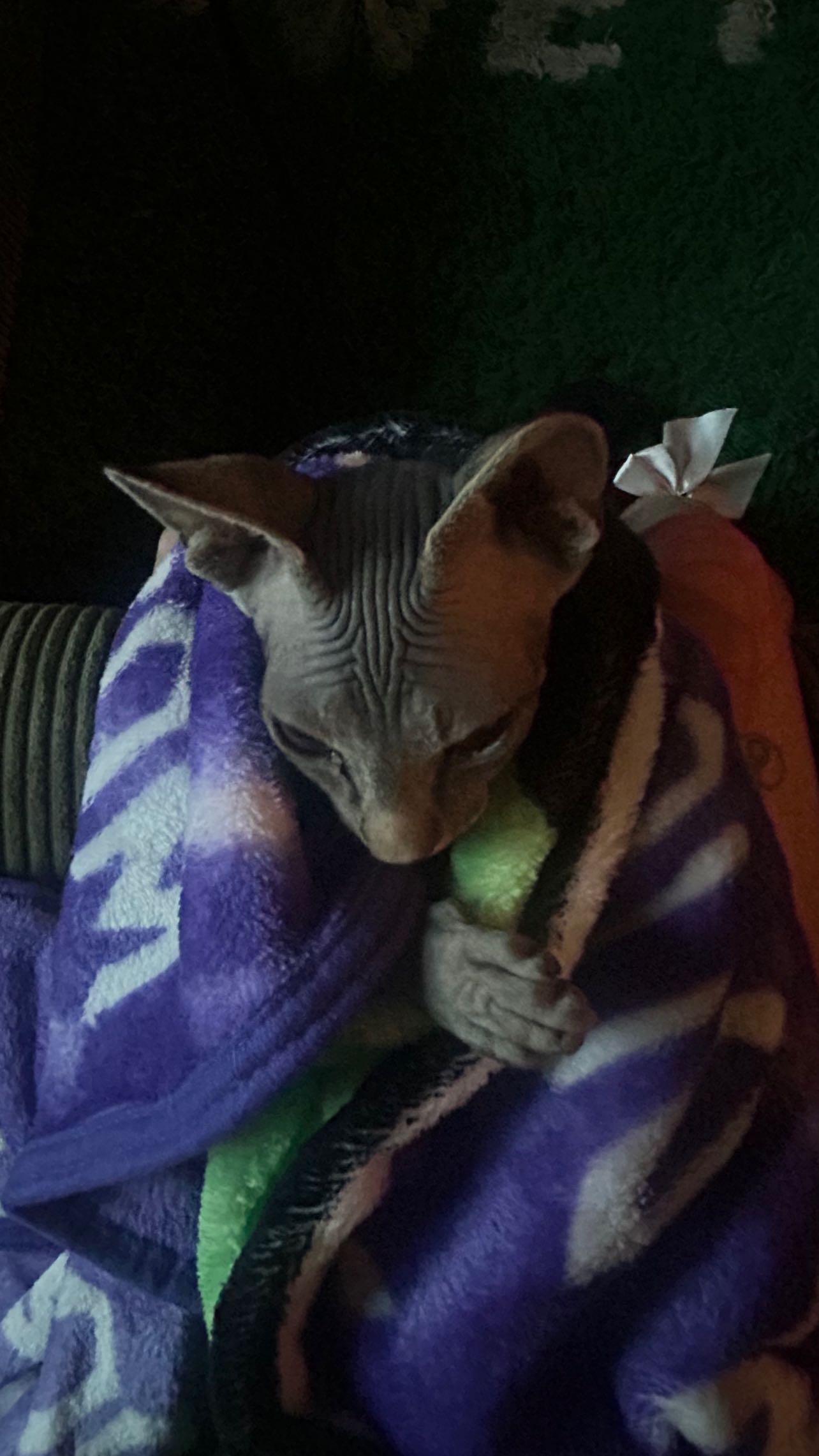 zommmbri instagram image archive image