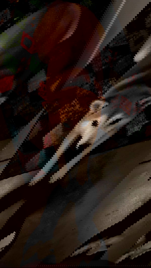 zommmbri image ~ Altpins