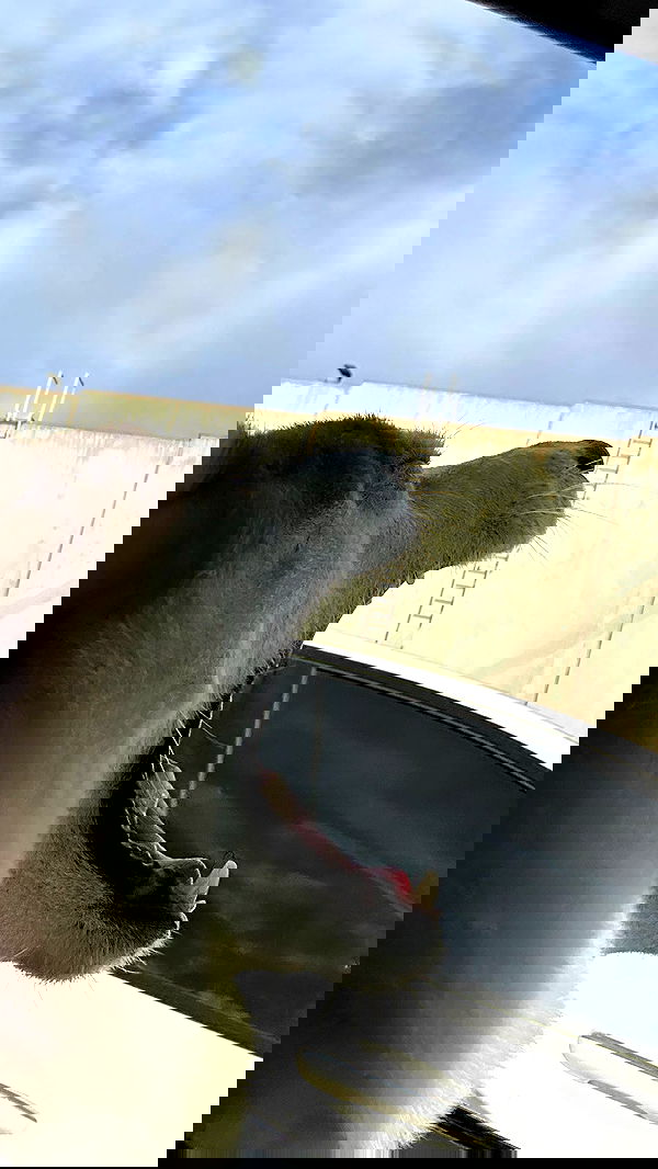 zommmbri image ~ Altpins