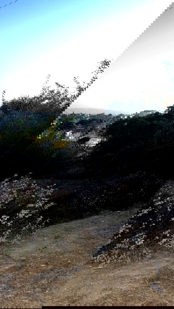 zommmbri image ~ Altpins