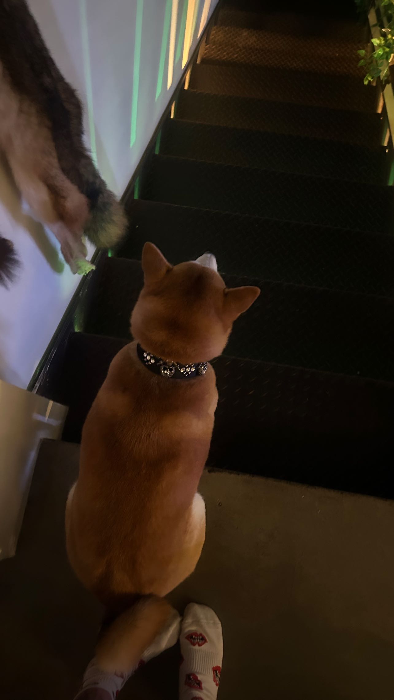 zommmbri instagram image archive image