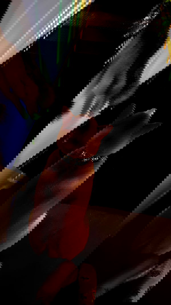 zommmbri image ~ Altpins