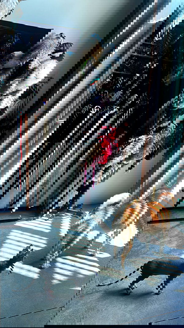 zommmbri image ~ Altpins