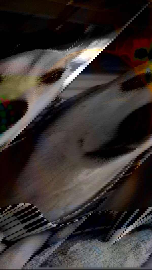 zommmbri image ~ Altpins