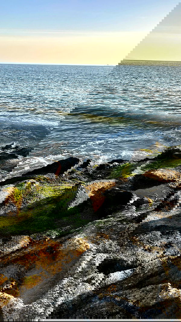 zommmbri image ~ Altpins