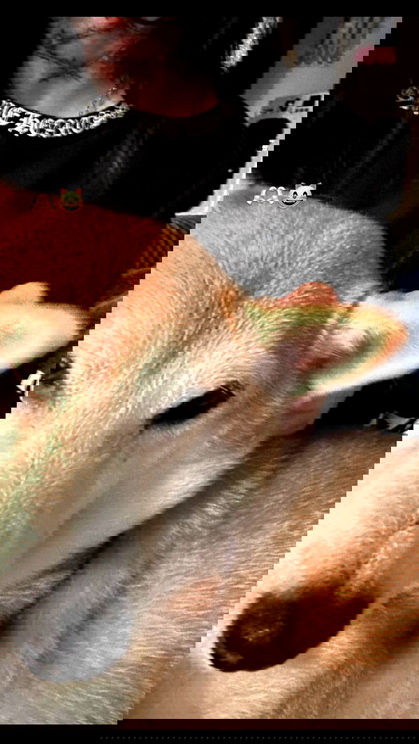 zommmbri image ~ Altpins