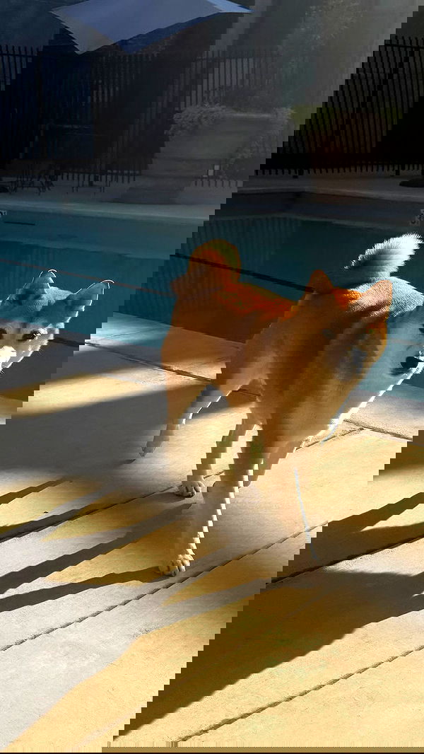 zommmbri image ~ Altpins