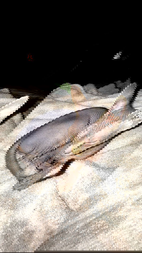 zommmbri image ~ Altpins