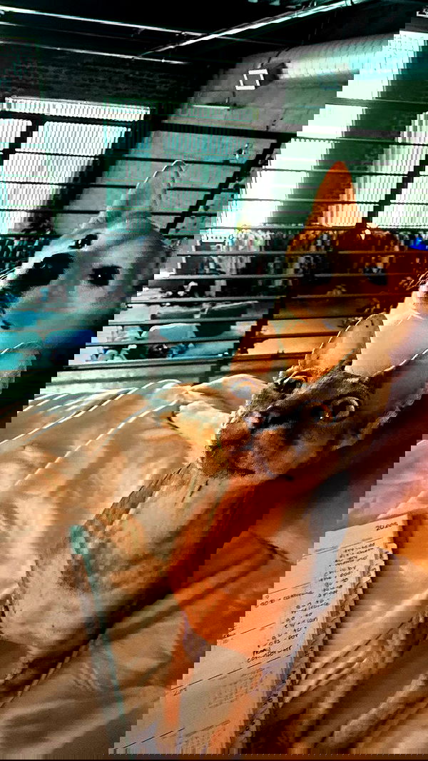 zommmbri image ~ Altpins