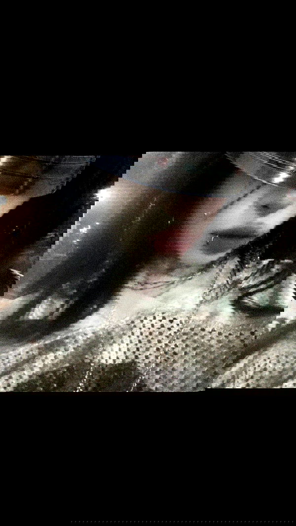 zommmbri image ~ Altpins