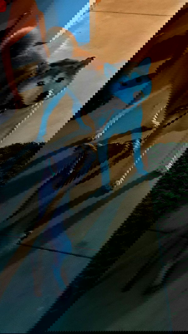 zommmbri image ~ Altpins