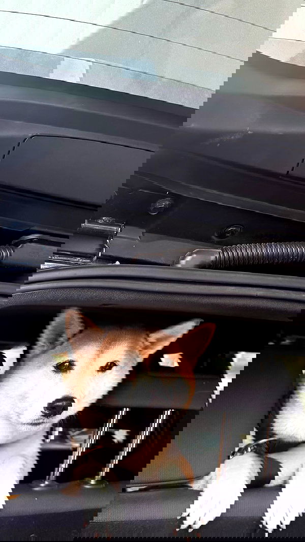 zommmbri image ~ Altpins