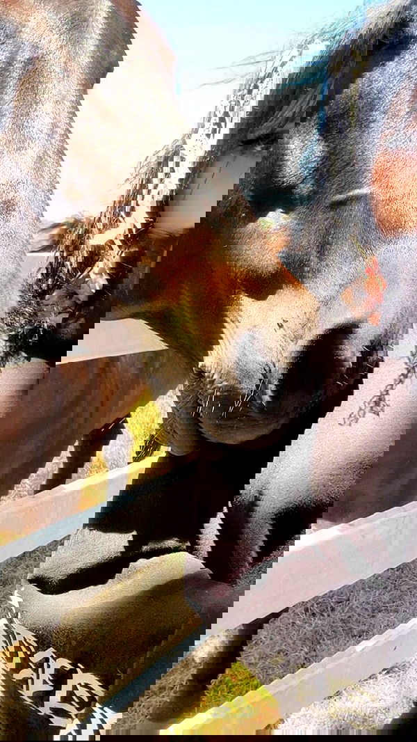 zommmbri image ~ Altpins