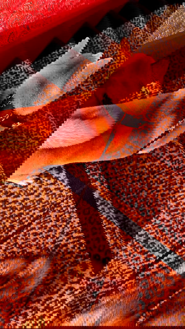 zommmbri image ~ Altpins