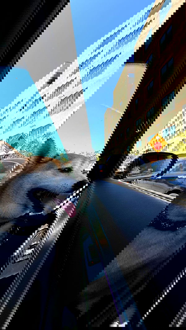 zommmbri image ~ Altpins