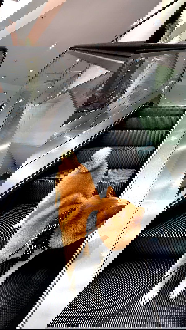 zommmbri image ~ Altpins