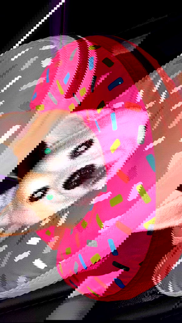 zommmbri image ~ Altpins