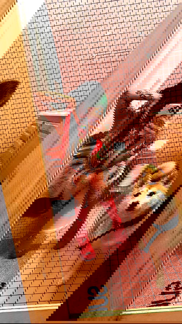 zommmbri image ~ Altpins