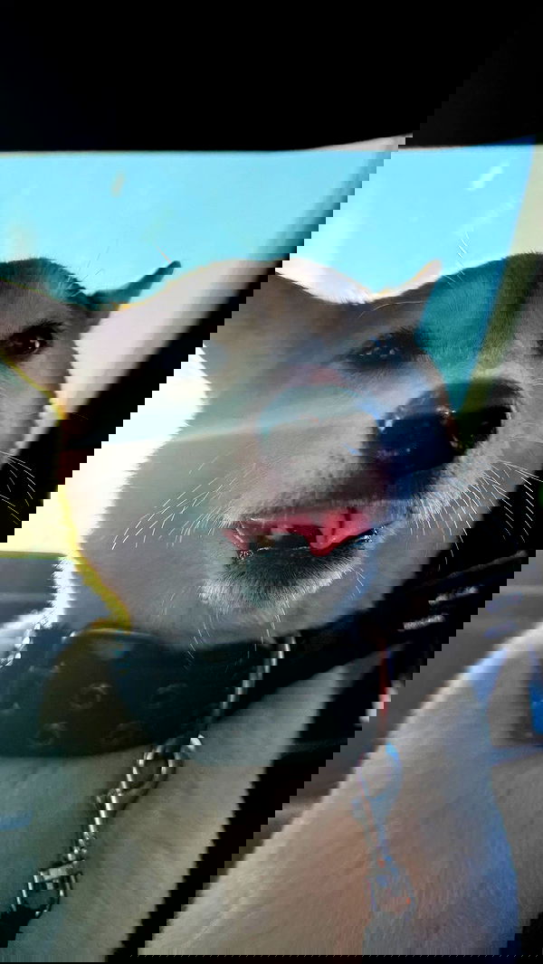 zommmbri image ~ Altpins