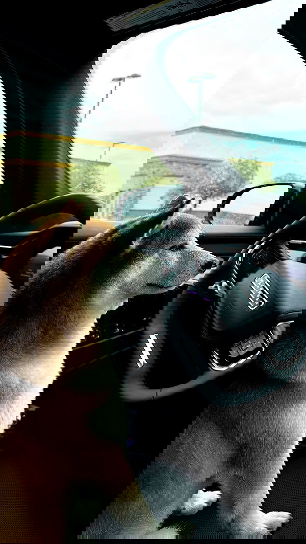 zommmbri image ~ Altpins