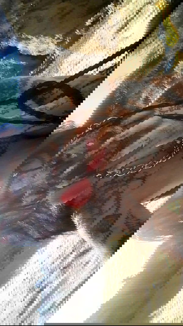 zommmbri image ~ Altpins