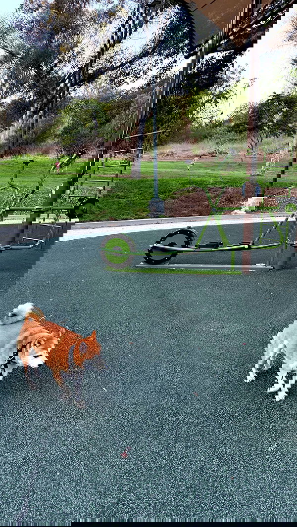 zommmbri image ~ Altpins