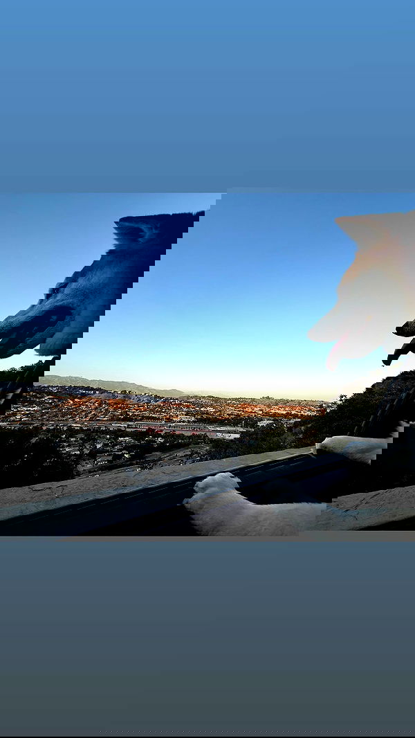 zommmbri image ~ Altpins