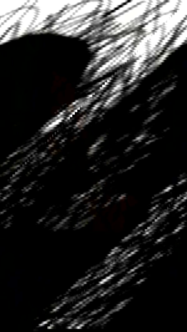 zommmbri image ~ Altpins