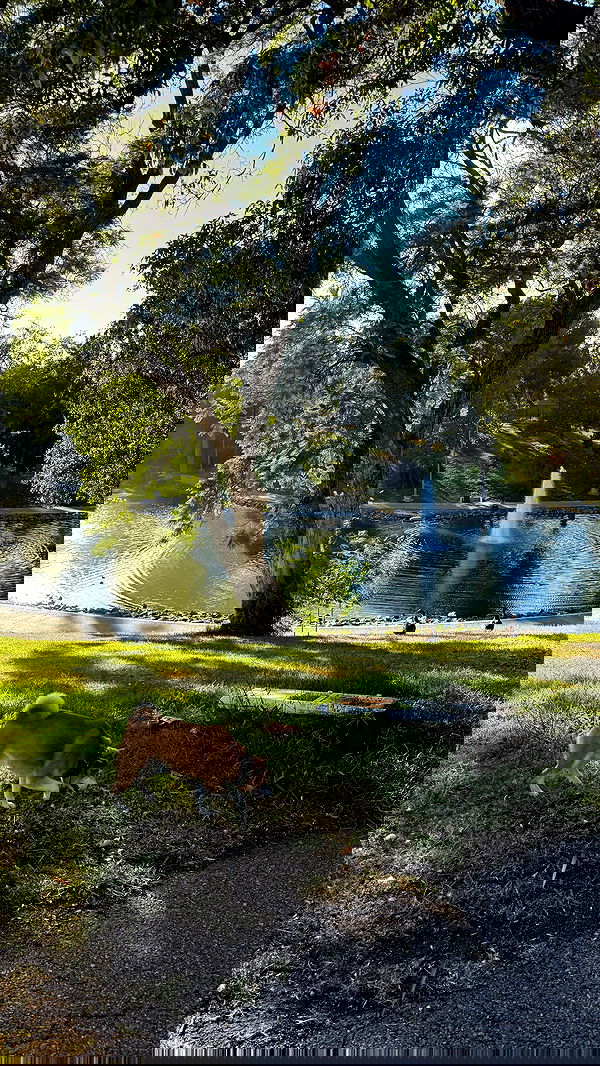 zommmbri image ~ Altpins