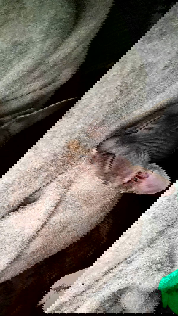 zommmbri image ~ Altpins