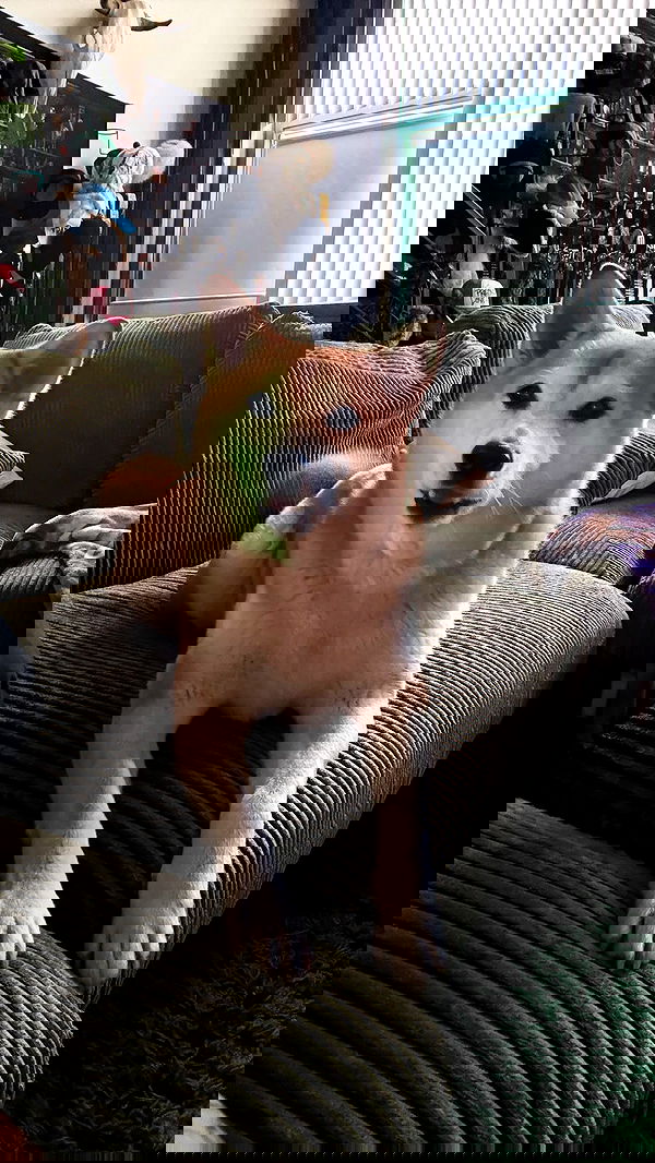 zommmbri image ~ Altpins