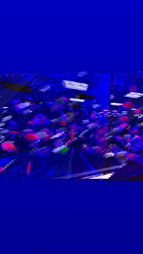 zommmbri image ~ Altpins