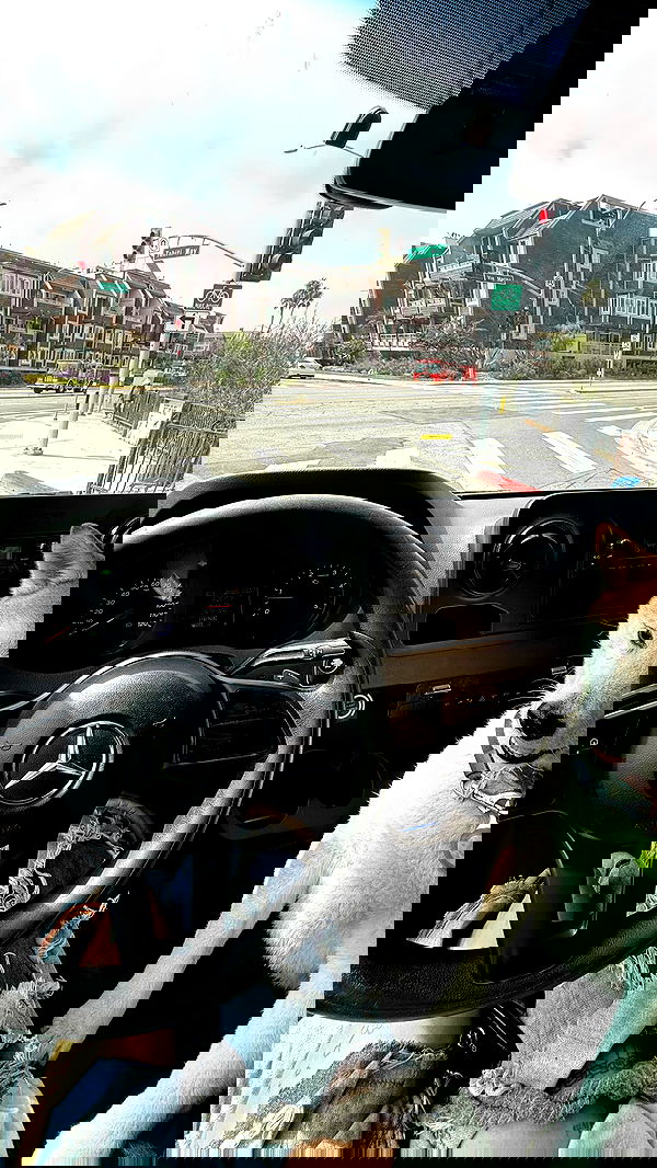 zommmbri image ~ Altpins