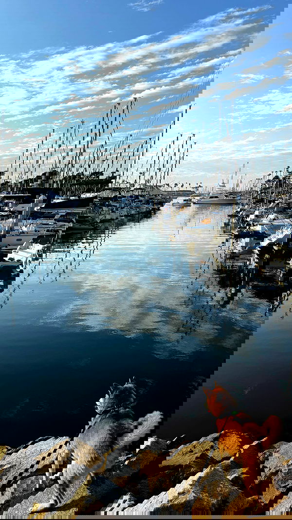 zommmbri image ~ Altpins