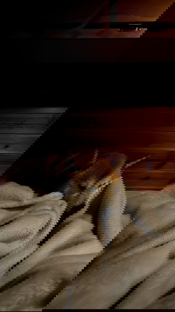 zommmbri image ~ Altpins