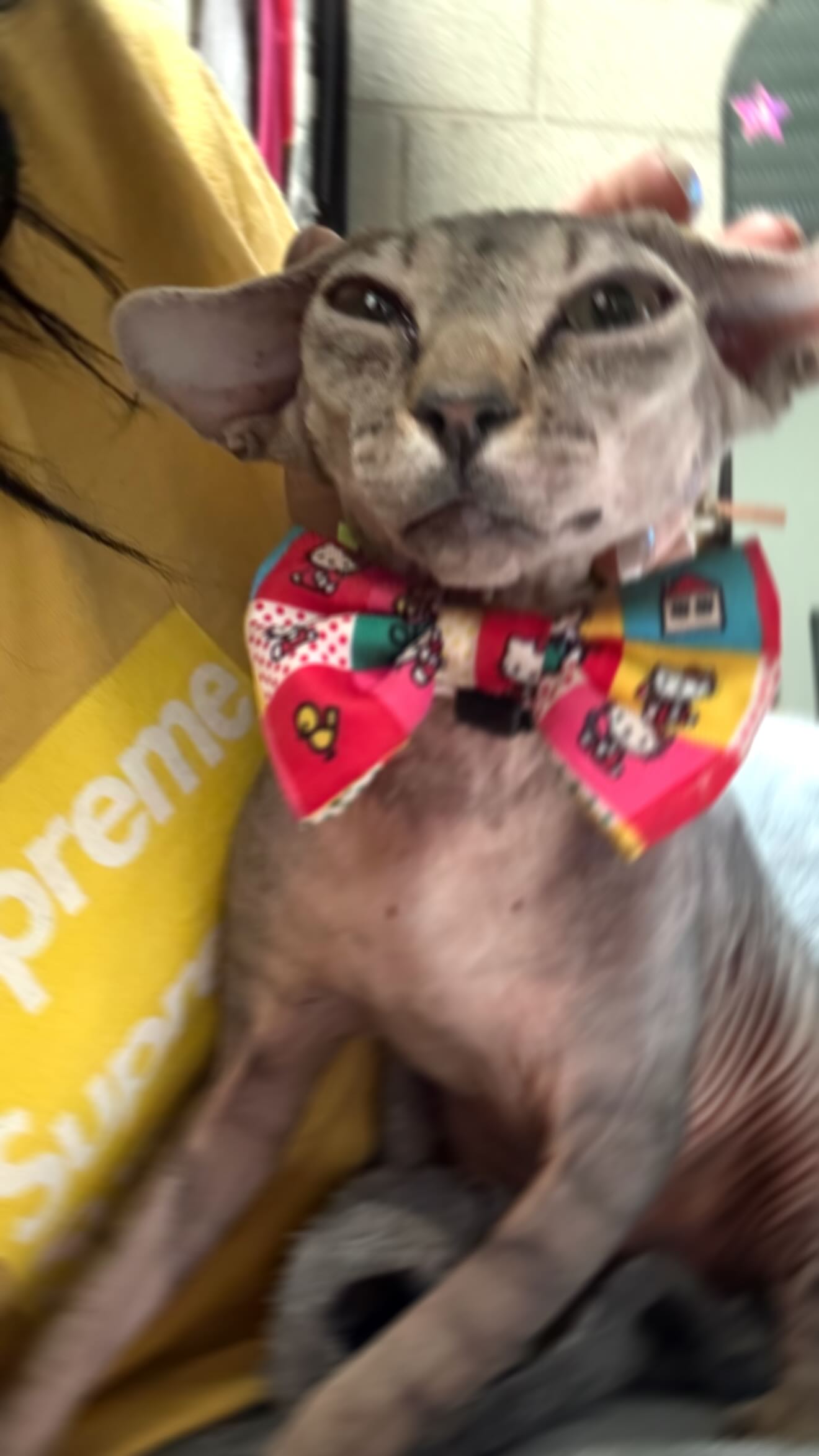 zommmbri instagram image archive image