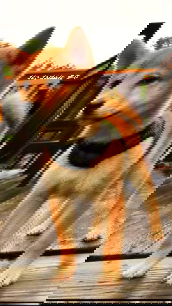 zommmbri image ~ Altpins