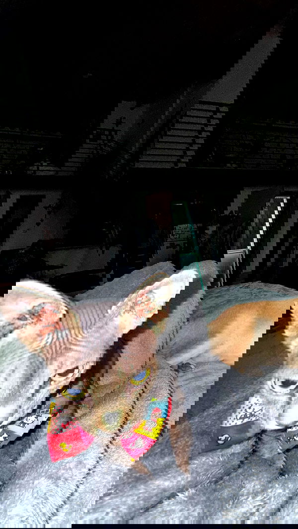 zommmbri image ~ Altpins