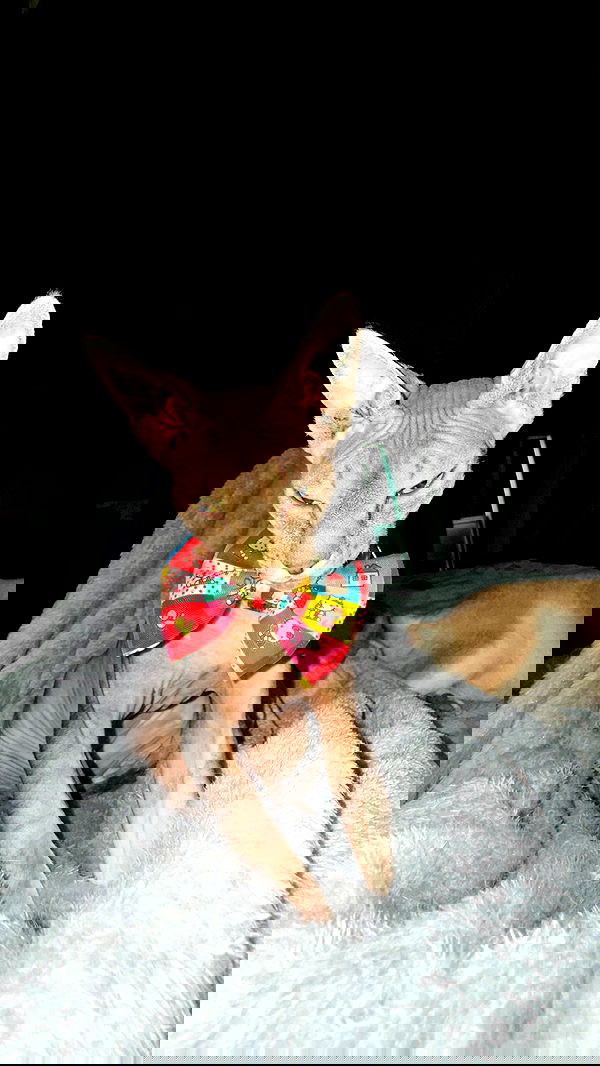 zommmbri image ~ Altpins