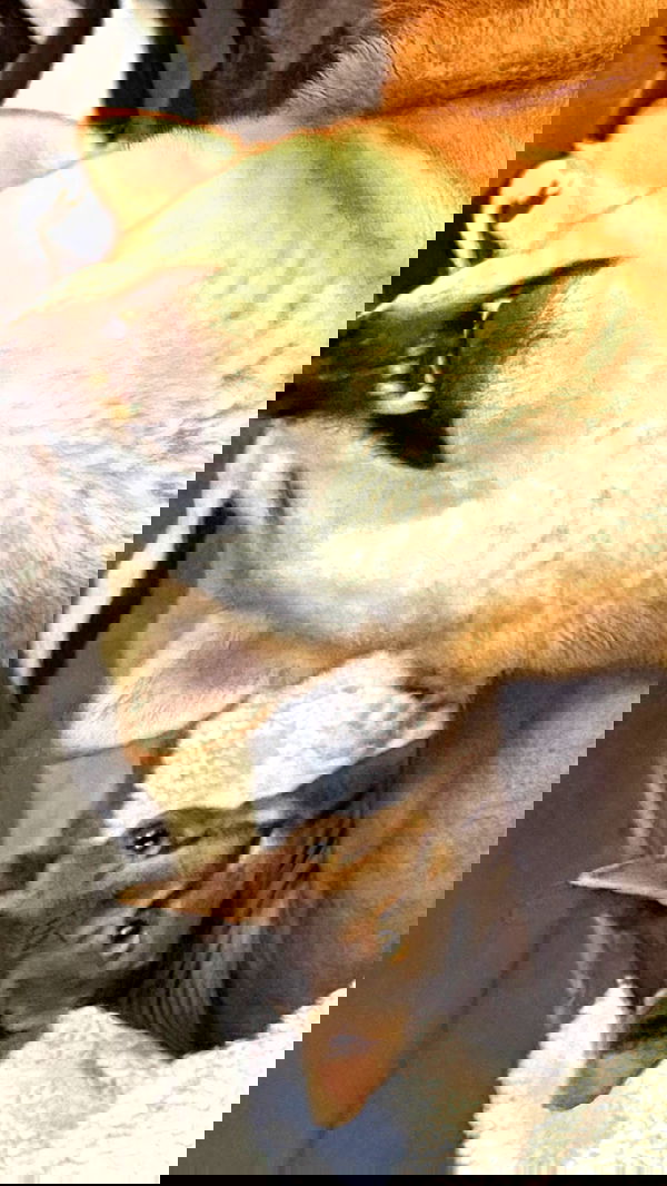 zommmbri image ~ Altpins