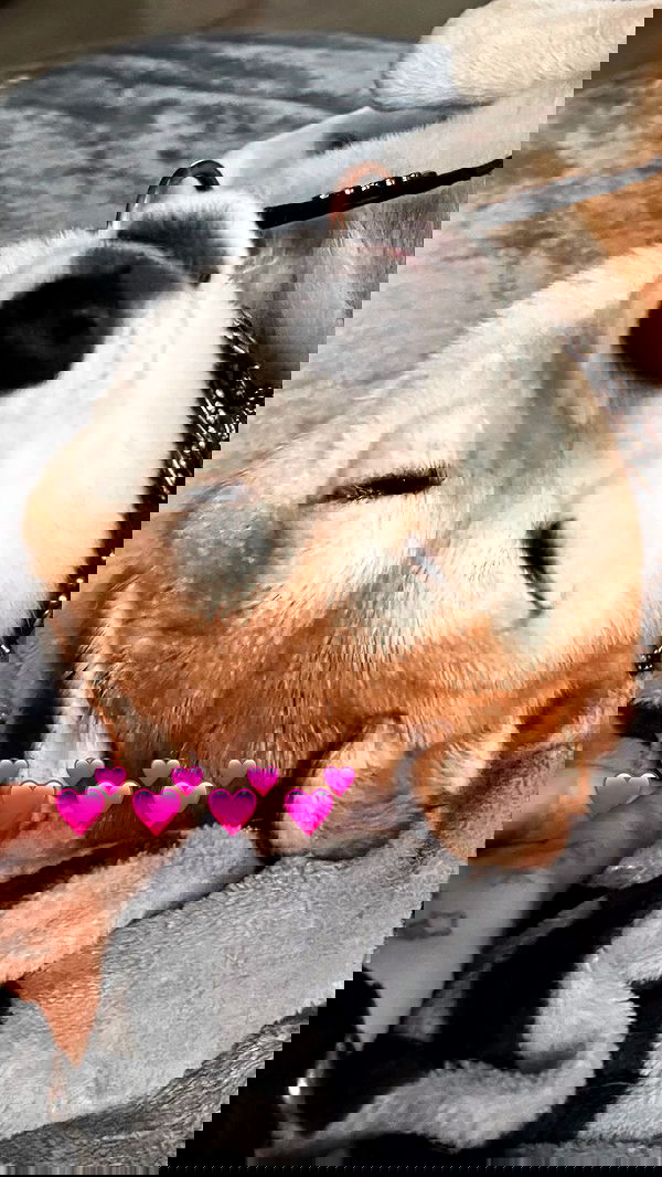 zommmbri image ~ Altpins