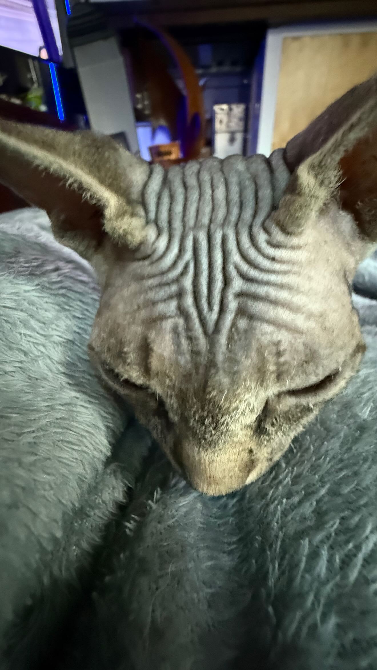 zommmbri instagram image archive image